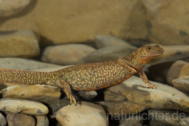 R11697 Pyrenäen-Gebirgsmolch, Pyrenean brook salamander - Christoph Robiller