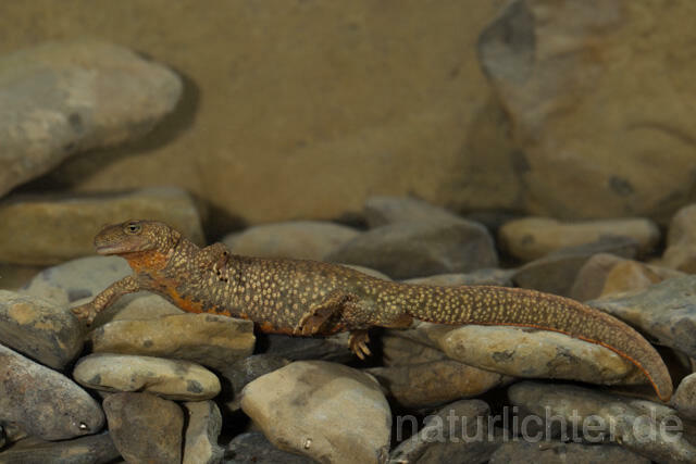 R11701 Pyrenäen-Gebirgsmolch, Pyrenean brook salamander - Christoph Robiller