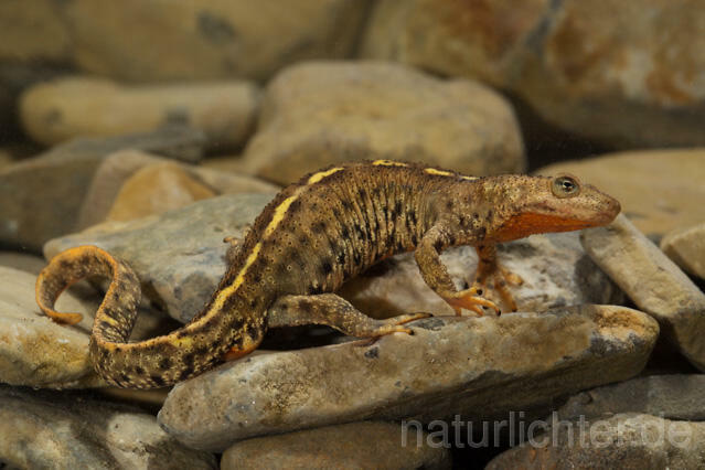 R11703 Pyrenäen-Gebirgsmolch, Pyrenean brook salamander - Christoph Robiller