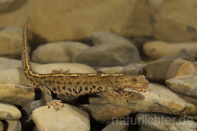 R11705 Pyrenäen-Gebirgsmolch, Pyrenean brook salamander - Christoph Robiller