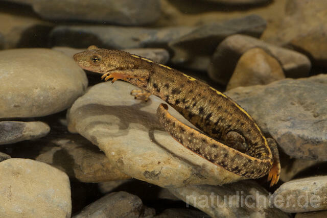 R11706 Pyrenäen-Gebirgsmolch, Pyrenean brook salamander - Christoph Robiller