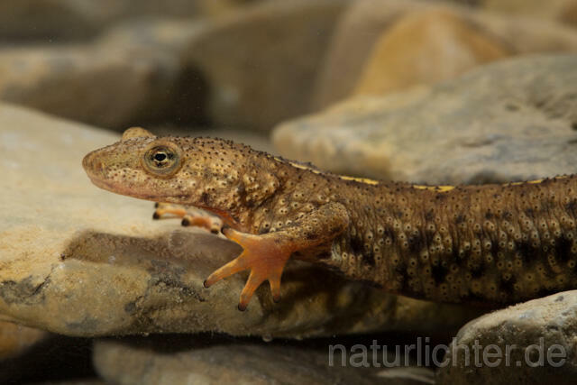 R11708 Pyrenäen-Gebirgsmolch, Pyrenean brook salamander - Christoph Robiller