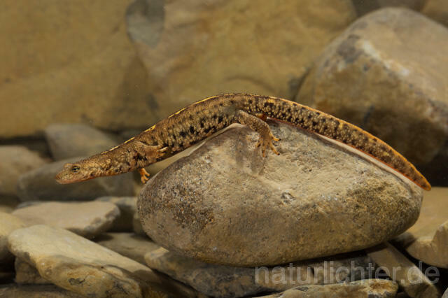 R11710 Pyrenäen-Gebirgsmolch, Pyrenean brook salamander - Christoph Robiller