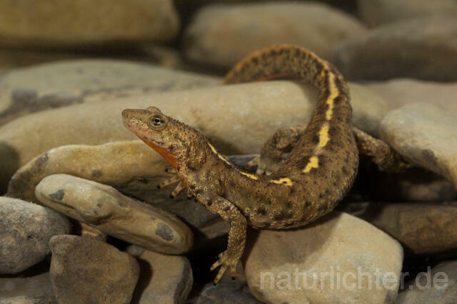R11717 Pyrenäen-Gebirgsmolch, Pyrenean brook salamander - Christoph Robiller