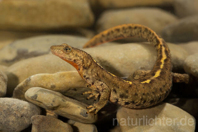 R11718 Pyrenäen-Gebirgsmolch, Pyrenean brook salamander - Christoph Robiller