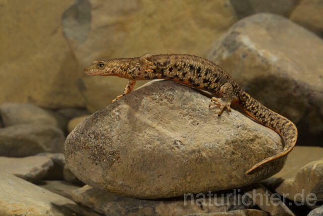 R11724 Pyrenäen-Gebirgsmolch, Pyrenean brook salamander - Christoph Robiller