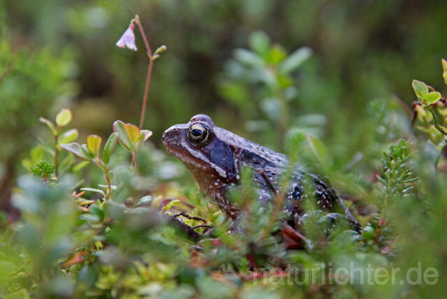 R12137 Moorfrosch, Moor Frog, Riisitunturi, Finnland - Christoph Robiller