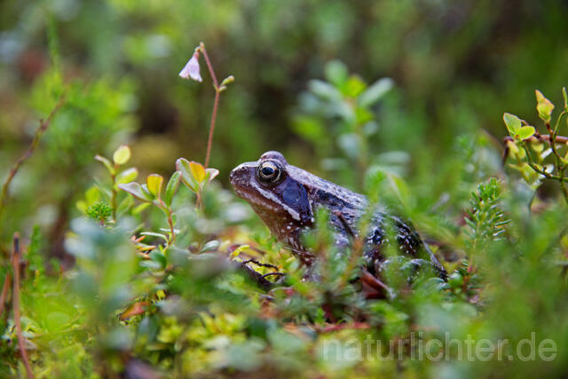 R12138 Moorfrosch, Moor Frog, Riisitunturi, Finnland - Christoph Robiller