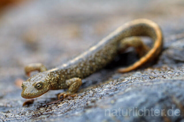 R8214 Pyrenäen-Gebirgsmolch, Calotriton asper, Pyrenean brook salamander - Christoph Robiller