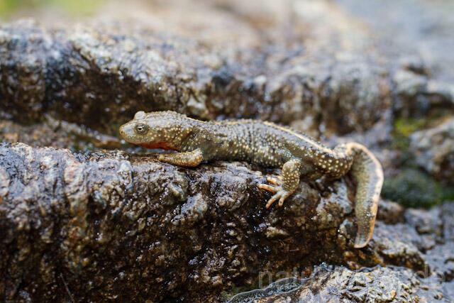 R8215 Pyrenäen-Gebirgsmolch, Calotriton asper, Pyrenean brook salamander - Christoph Robiller