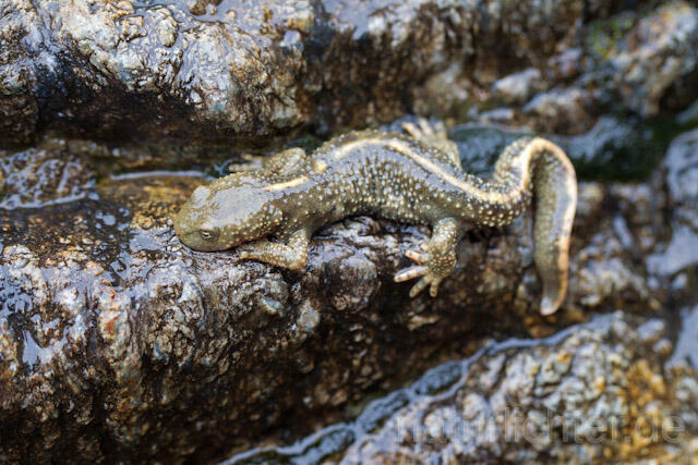 R8216 Pyrenäen-Gebirgsmolch, Calotriton asper, Pyrenean brook salamander - Christoph Robiller