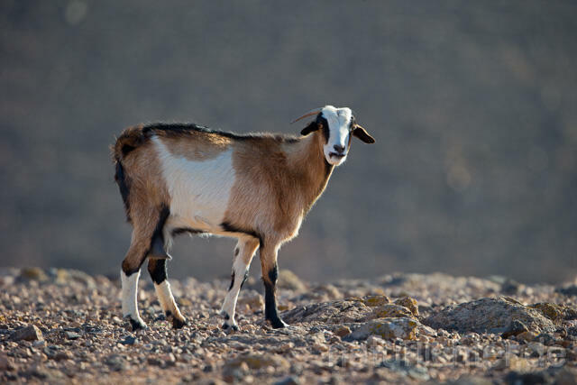 R12508 Hausziege, Goat, Fuerteventura - Christoph Robiller