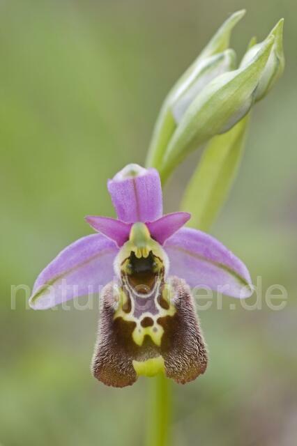 R2155 Kleinblütige Hummel-Ragwurz, Ophrys holoserica subsp. annae - Christoph Robiller