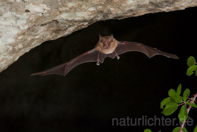 R11253 Große Hufeisennase im Flug, Greater Horseshoe Bat flying - Christoph Robiller