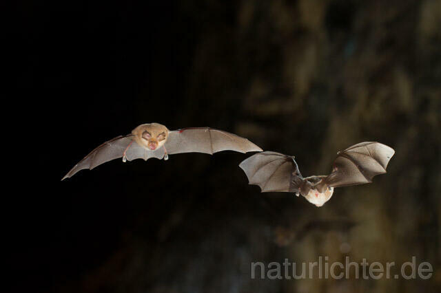 R11277 Kleine Hufeisennase im Flug, Lesser Horseshoe Bat flying - Christoph Robiller