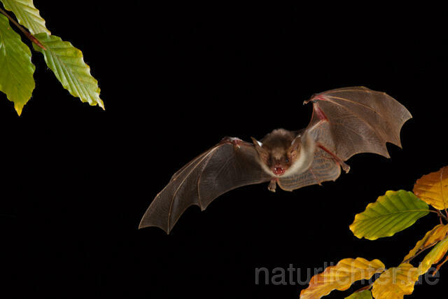 R11738 Großes Mausohr im Flug, Greater Mouse-eared Bat flying - Christoph Robiller