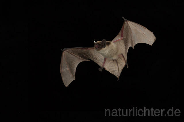 R12062 Zweifarbfledermaus im Flug, Parti-coloured bat flying - Christoph Robiller