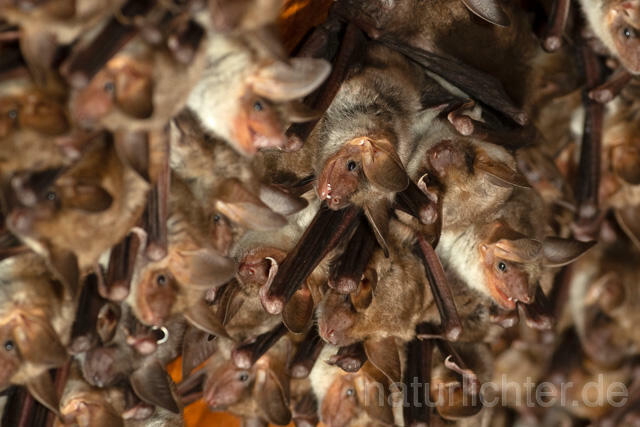 R12793 Großes Mausohr, Wochenstube, Greater Mouse-eared Bat - Christoph Robiller