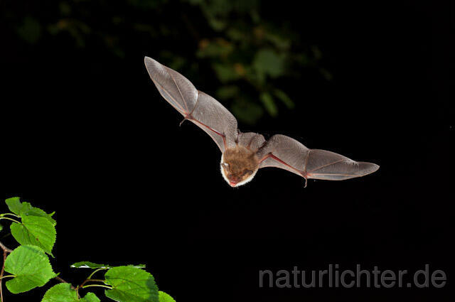 R5669 Fransenfledermaus im Flug, Natterer's Bat flying - Christoph Robiller