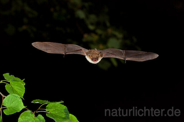 R5670 Fransenfledermaus im Flug, Natterer's Bat flying - Christoph Robiller