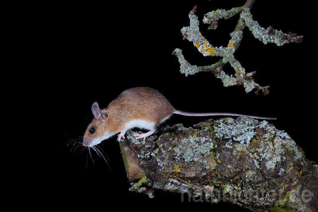 R5914 Gelbhalsmaus, Yellow-necked Mouse - Christoph Robiller