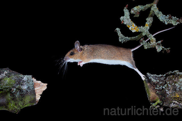 R5917 Gelbhalsmaus im Sprung, Yellow-necked Mouse jumping - Christoph Robiller