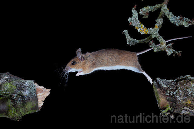 R5918 Gelbhalsmaus im Sprung, Yellow-necked Mouse jumping - Christoph Robiller