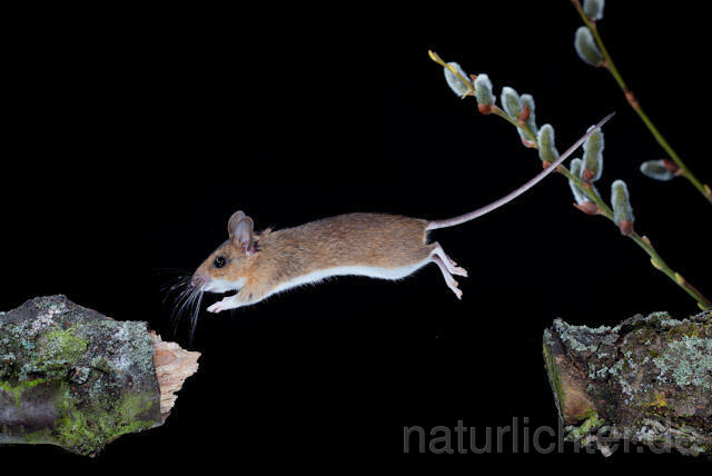 R5922 Gelbhalsmaus im Sprung, Yellow-necked Mouse jumping - Christoph Robiller