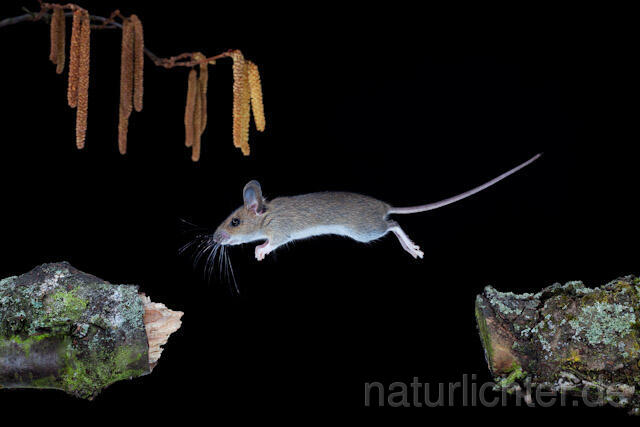R5928 Waldmaus im Sprung, Wood Mouse jumping - Christoph Robiller