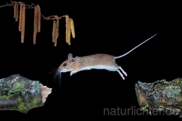 R5930 Gelbhalsmaus im Sprung, Yellow-necked Mouse jumping - Christoph Robiller