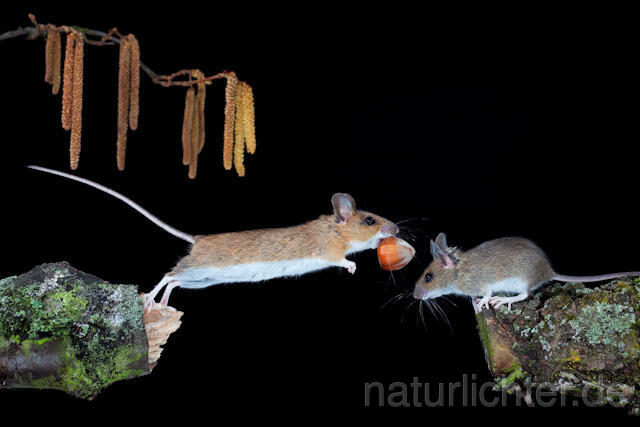 R5933 Waldmaus,  Gelbhalsmaus im Sprung, Wood Mouse,  Yellow-necked Mouse jumping - Christoph Robiller