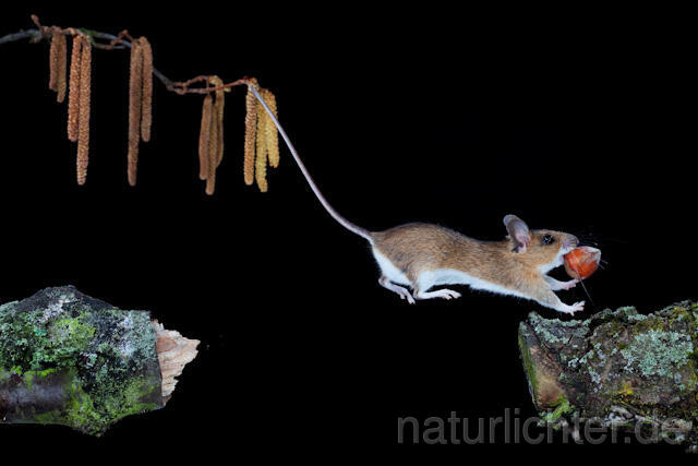 R5935  Gelbhalsmaus im Sprung, Yellow-necked Mouse jumping - Christoph Robiller