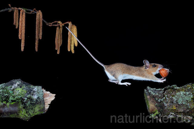 R5937 Gelbhalsmaus im Sprung, Yellow-necked Mouse jumping - Christoph Robiller