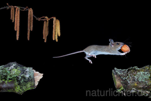 R5942 Waldmaus im Sprung, Wood Mouse jumping - Christoph Robiller