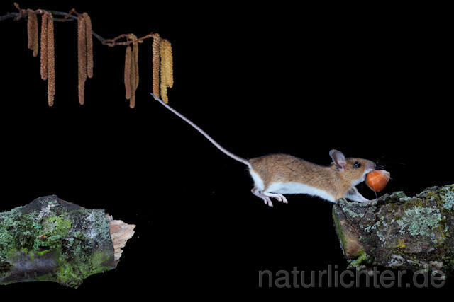 R5948 Gelbhalsmaus im Sprung, Yellow-necked Mouse jumping - Christoph Robiller