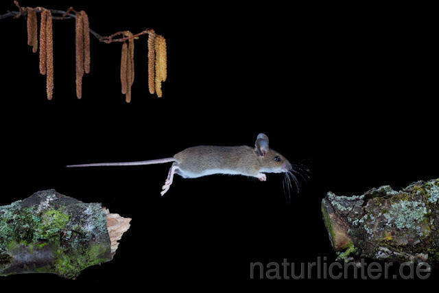 R5955 Waldmaus im Sprung, Wood Mouse jumping - Christoph Robiller