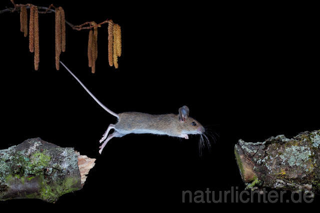 R5959 Waldmaus im Sprung, Wood Mouse jumping - Christoph Robiller