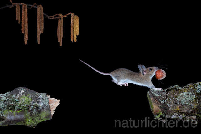 R5961 Waldmaus im Sprung, Wood Mouse jumping - Christoph Robiller