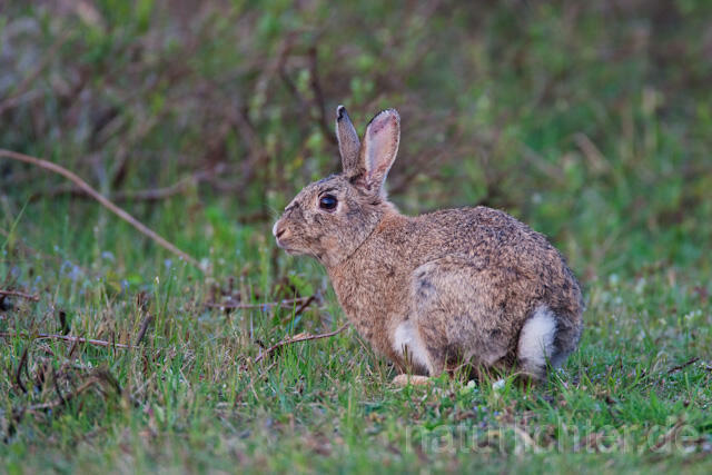 R6284 Wildkaninchen, European Rabbit - Christoph Robiller
