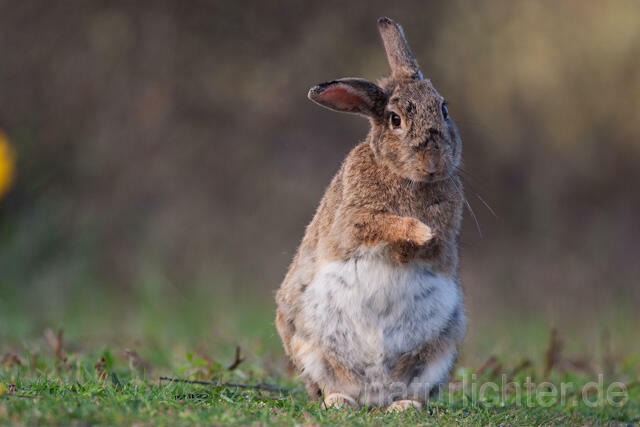 R6297 Wildkaninchen, European Rabbit - Christoph Robiller