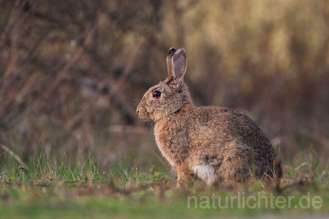 R6299 Wildkaninchen, European Rabbit - Christoph Robiller