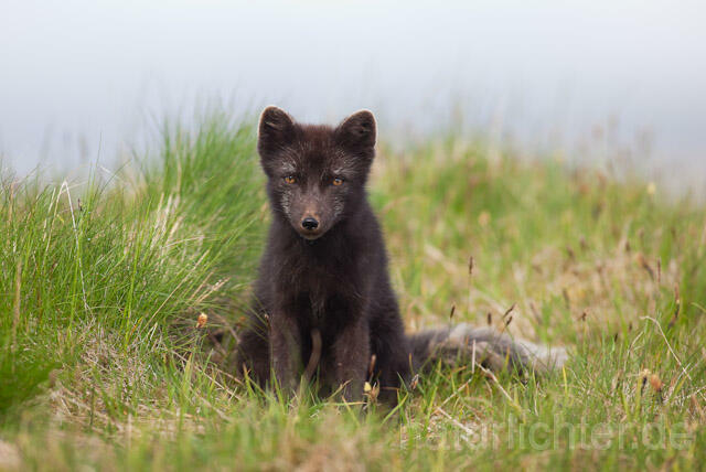 R7157 Polarfuchs, Arctic fox - Christoph Robiller