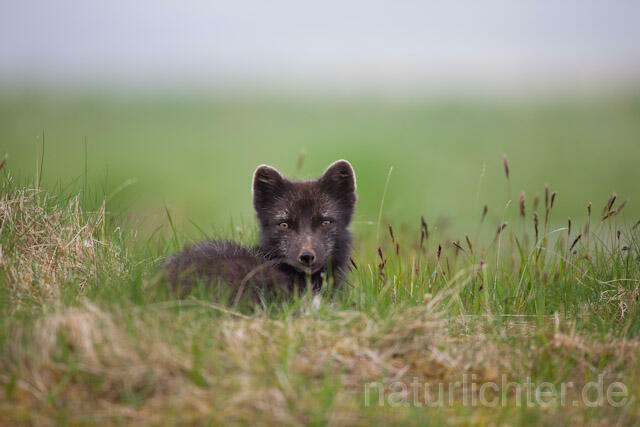 R7158 Polarfuchs, Arctic fox - Christoph Robiller