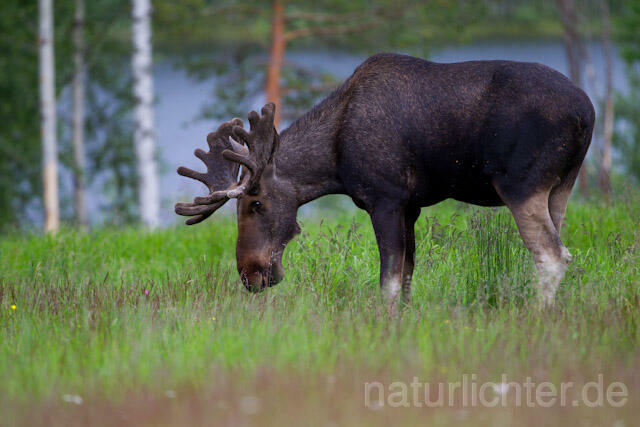R7714 Elch, Moose, Eurasian elk - Christoph Robiller