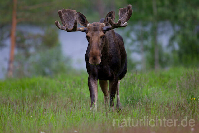 R7724 Elch, Moose, Eurasian elk - Christoph Robiller