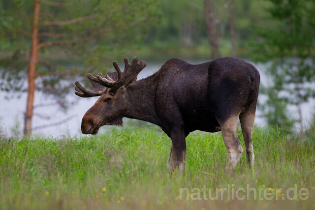 R7733 Elch, Moose, Eurasian elk - Christoph Robiller