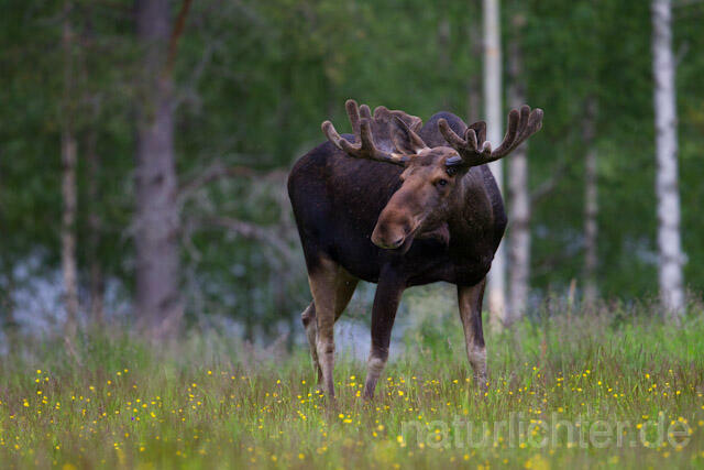 R7743 Elch, Moose, Eurasian elk - Christoph Robiller