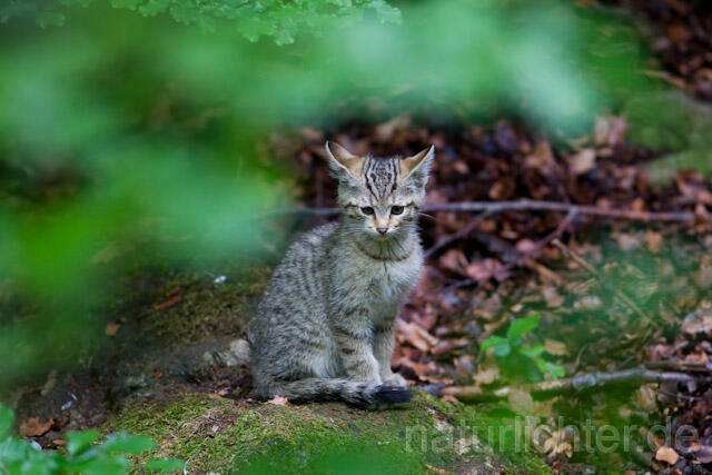 R8226 Wildkatze Jungtier, Wildcat kitten - Christoph Robiller