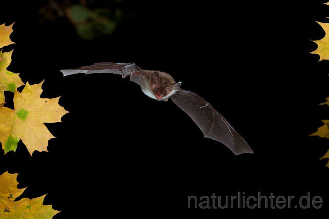 R8532 Bechsteinfledermaus im Flug, Bechstein's Bat flying - Christoph Robiller
