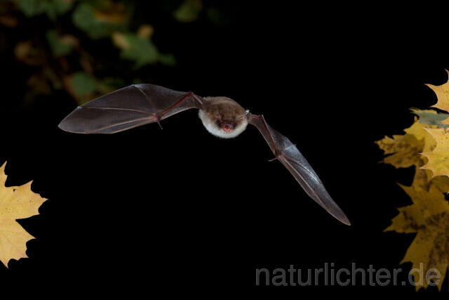 R8538 Fransenfledermaus im Flug, Natterer's Bat  flying - Christoph Robiller
